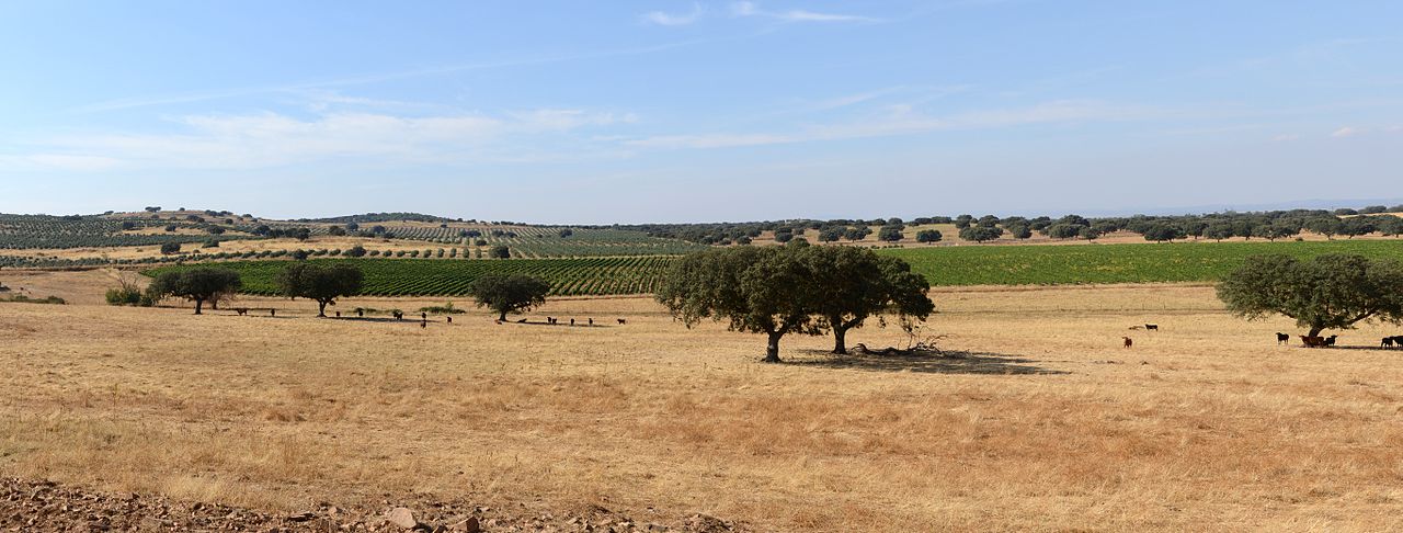 Sustentabilidade adegas e vinhos no Alentejo - montado